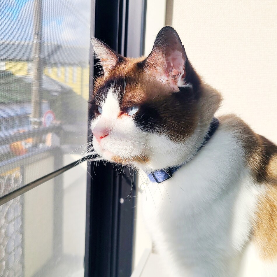 ブルーノのカバー写真