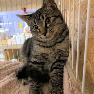 お茶目で食いしん坊。キジトラの女の子！