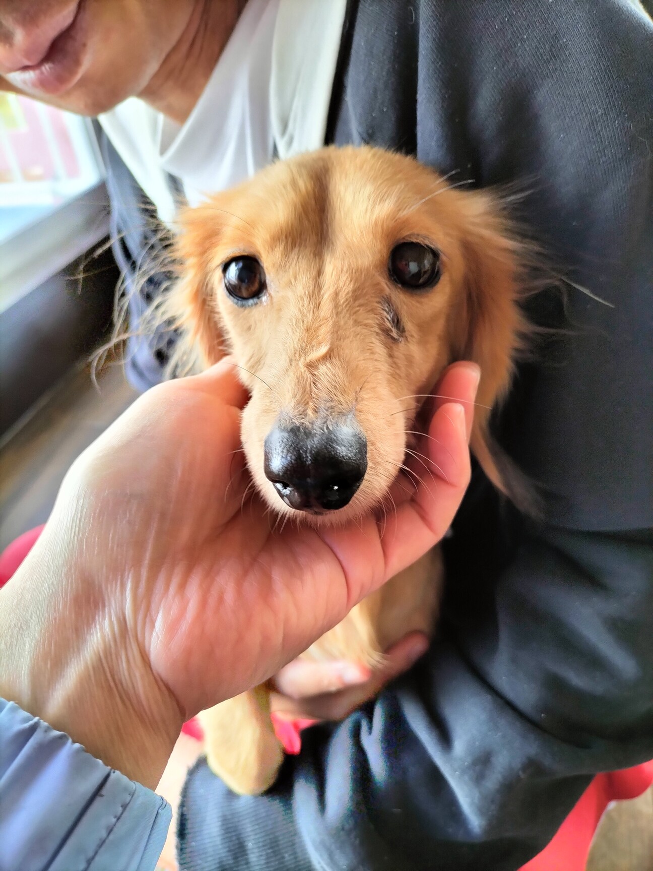 ミニチュアダックスフンド」宮城県 - 犬の里親募集(437742