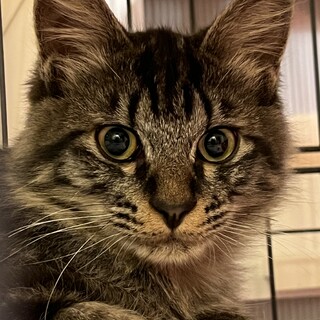 美しいグレーの長毛さん子猫の里親募集