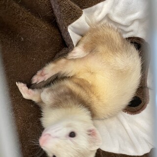 シャンパンカラーのヤンチャな男の子です！