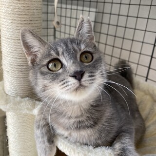 ローズ　生後4ヶ月　美猫です