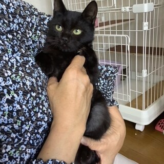 黒猫の男の子★ソナくん