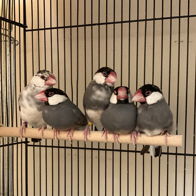 認定NPO法人TSUBASAのカバー写真