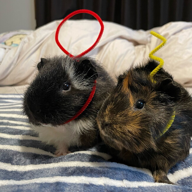 おこげちゃまるのカバー写真