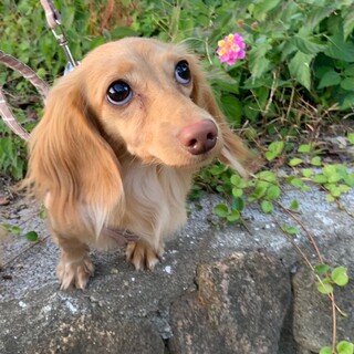 若い元気なMダックス　ハイちゃん