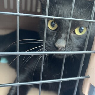 11/27保護ねこ譲渡会出陣！抱っこ大好き！