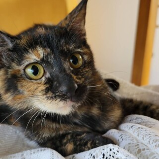 募集停止します