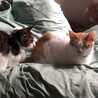 みんそるとさん