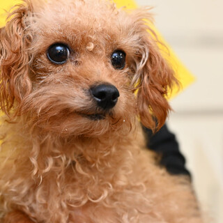 元気なアーチーくん！