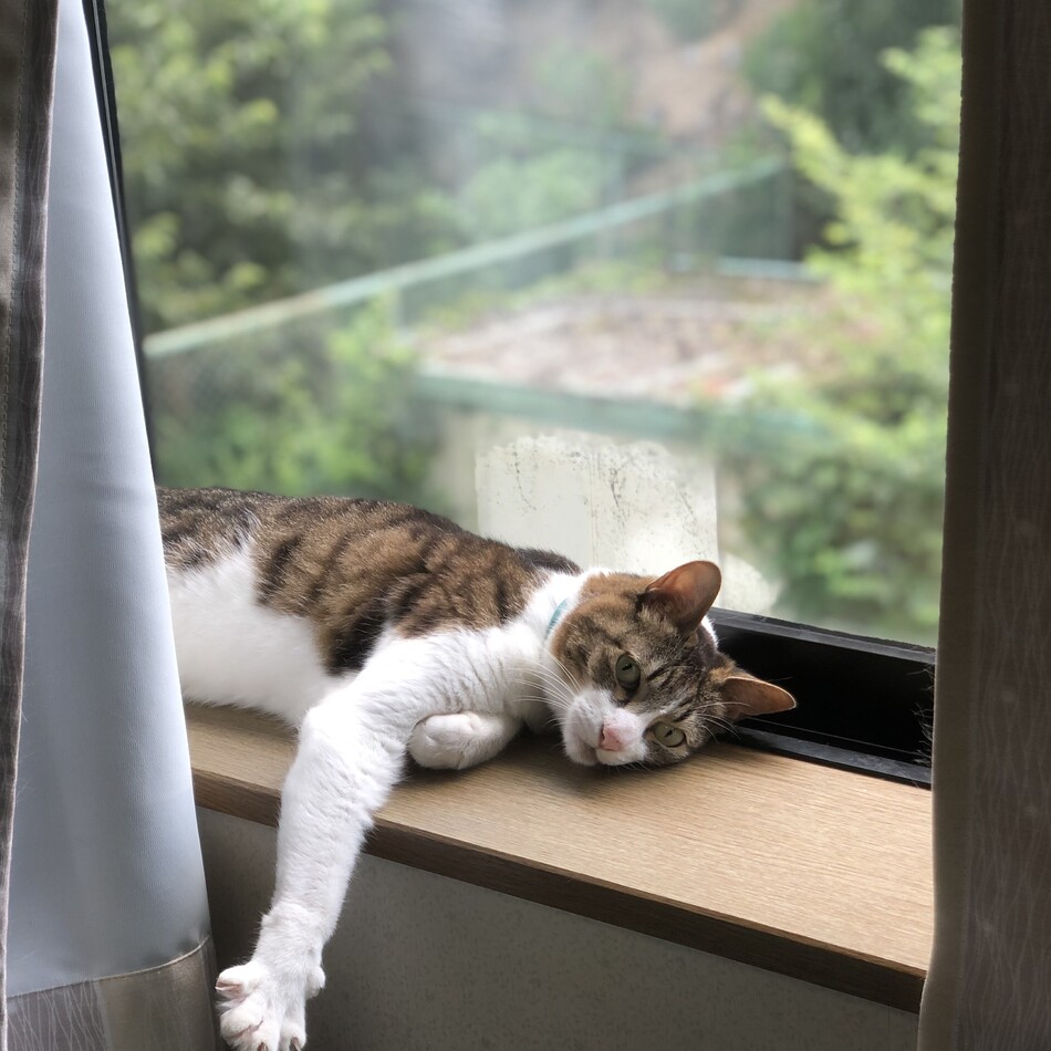 きよみのカバー写真