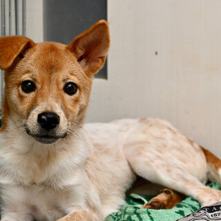 可愛いさやかちゃん