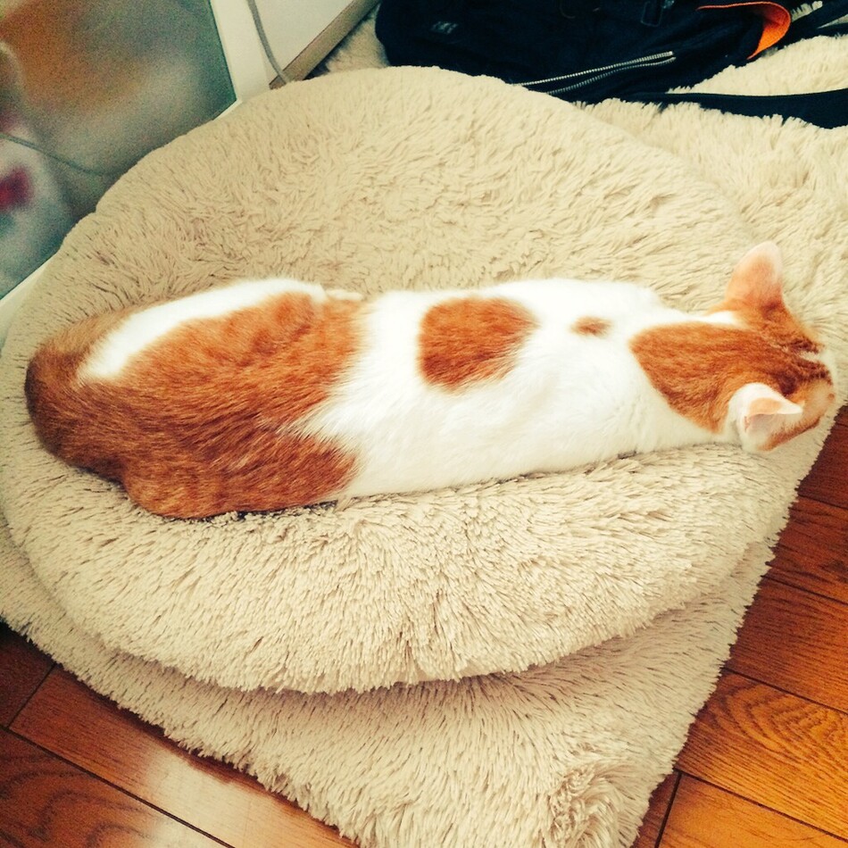 きなこのカバー写真