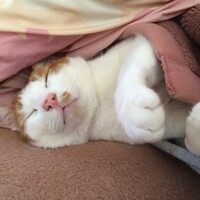 きなこ