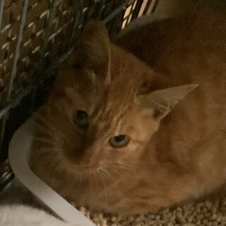 茶とらの気弱な男の子