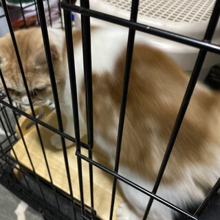 スコティッシュホールド　男の子