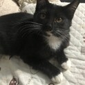3か月程度の子猫　黒白(長毛かも）