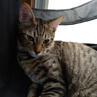 キジトラ男の子★6ヶ月