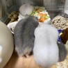 ジャンガリアンハムスター里親募集 サムネイル2