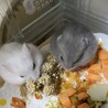 ジャンガリアンハムスター里親募集 サムネイル3