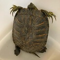 アカミミガメ甲羅サイズ11.7cmの男の子
