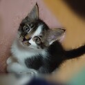 長毛種！ 子猫の里親さん募集中！  交渉中