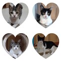 4ヶ月のキャリア猫里親募集