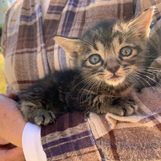 カラスから救出。アメショー雑種風オス６週の子猫。