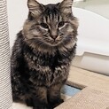 半長毛のソラ君、お見合い可能です！
