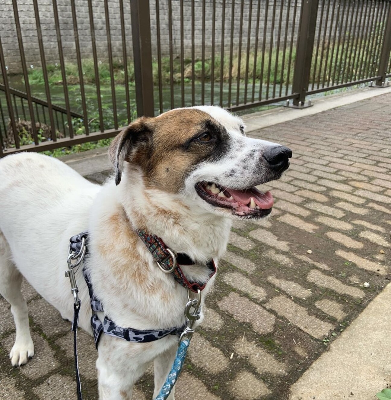 体は大きいけどビビリで優 東京都 犬の里親募集 ペットのおうち 月間利用者150万人 体は大きいけどビビリで優 東京都 犬の里親募集 ペットのおうち 月間利用者150万人