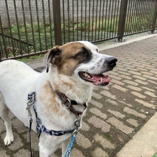 体は大きいけどビビリで優しいミックス犬マイルくん