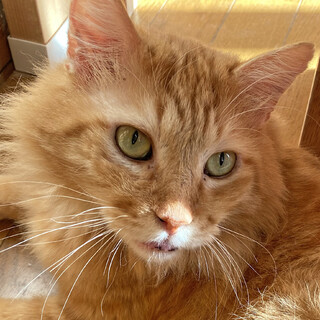 おっとりな長毛茶トラの男の子☆キンちゃん