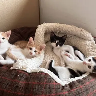 生後２か月の可愛い子猫