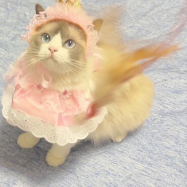 兄の飼っているラグドールのラムちゃんです