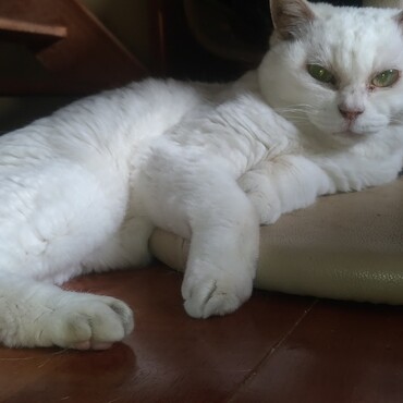 以前飼っていた白猫のミルキーです