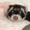 ショコミンラテ