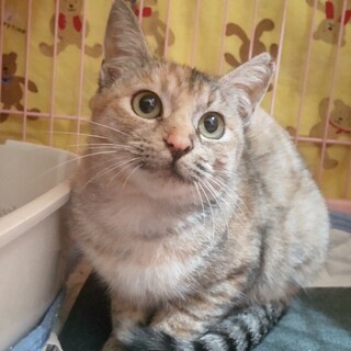 急募！13日リリースする子を迎えて頂けませんか