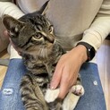 甘えん坊のごまちゃん♂3ヶ月