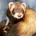 マーシャルフェレット 1歳9ヶ月