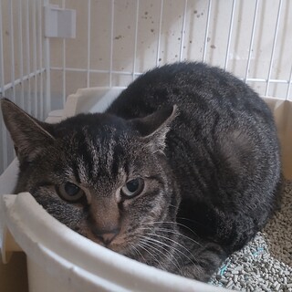 急募！13日リリースする子を迎えて頂けませんか