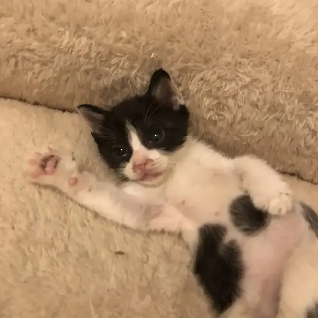 猫友の会（名古屋）のカバー写真