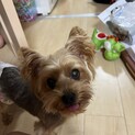 急募！！飼い主さん探してます