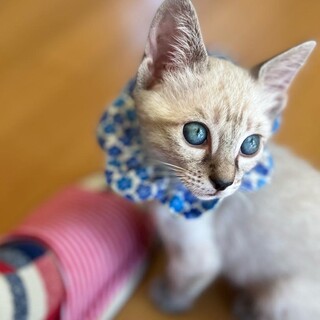 ブルーアイのミクロくん