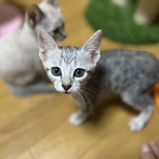 膝が大好きピコちゃん