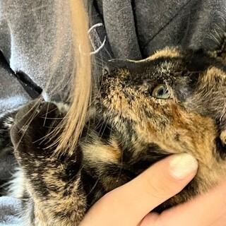 ☆子猫の里親さん探しています☆