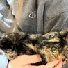 ☆子猫の里親さん探しています☆ サムネイル3
