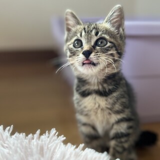 ボンネット大好きナラちゃん