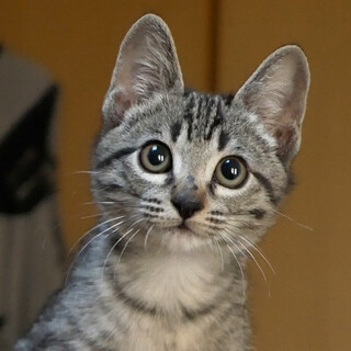 てちてち 後ろをついてくる甘えん坊