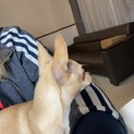 里親探してます