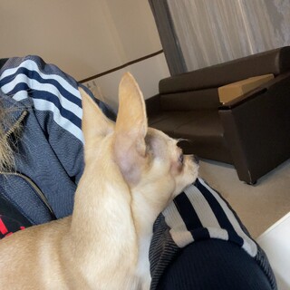 里親探してます